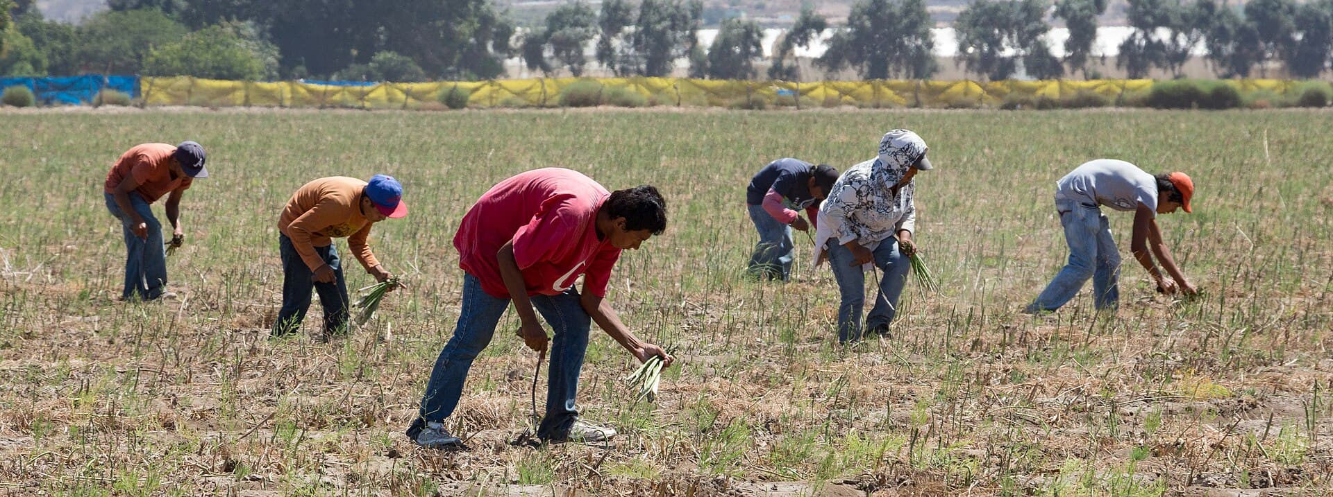 Farmworkers picking asparagus in a field in Baja California